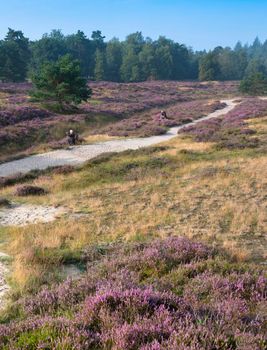 trees under blue summer sky and colorful purple heather on heath near zeist in the netherlands