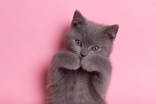A small gray kitten on a pink background. Cute kitten. A pet. British cat. Photo of a cat for the cover of a notebook. An animal for printed products. An article about pets . Copy Space