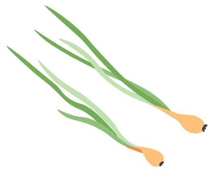 Spring onion, cooking ingredient and spices vector