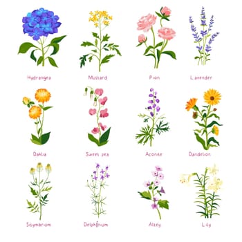 Spring flower and wildflower with names, vector