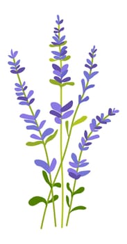 Lavender flower in blossom, blooming spring flora