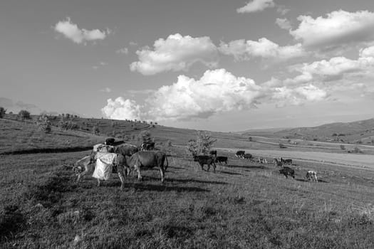 cattle grazing on the green plateau and shepherd's donkey,