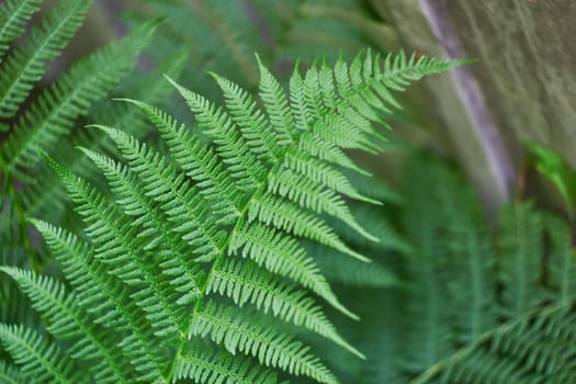 Photograph of leaf of green fern herbal plant.