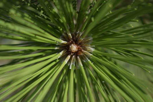 Pine branch detail. pine needle close up