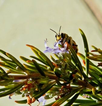 Little bee sucking on a summer day
