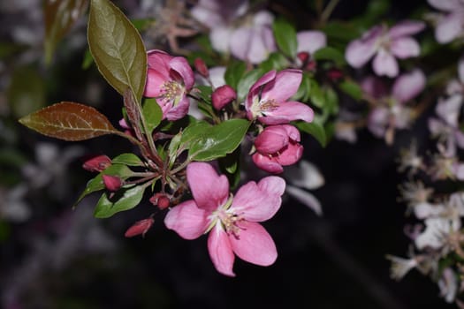 Pink buds and flowers and green leaves on a branch.