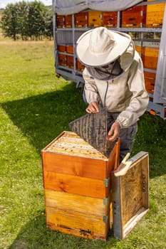 Apiarist checking the hives
