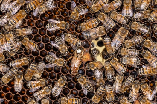 Queen bee surrounded by her workers