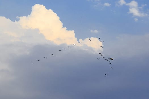 Little cormorant flying in the sky