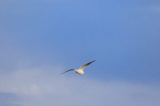 Brown-headed gull is flying on the sky