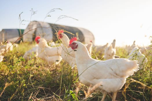 Nature, chicken farm in field and coup in green countryside, free range agriculture and sunshine. Poultry farming, sustainability and freedom, group of birds in grass and animals with natural growth