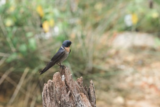 Pacific Swallow on the dry wood