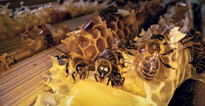 Bees produce fresh, healthy, honey