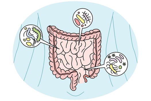 Person digestive tract with bacteria