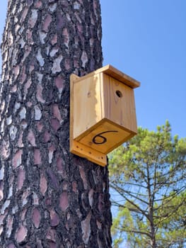Bird House on a Pine Tree