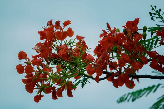 Flamboyant has five petals Red to orange
