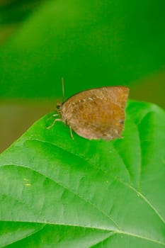 Brown butterfly on a leaf