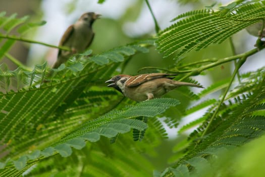 Eurasian Tree Sparrow is on the tree