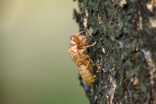 Cicada skin on the tree