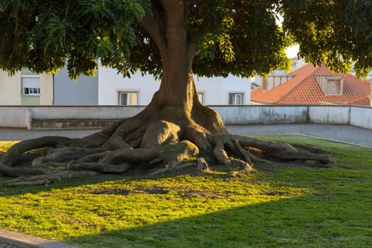 A mighty tree with powerful thick roots in the park