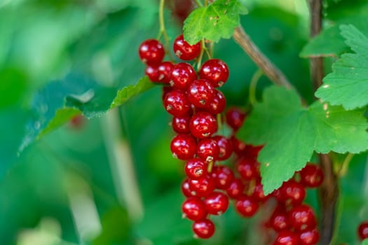 Berries of red currant close-up.