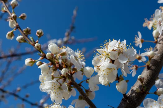 Branch with white plum flowers