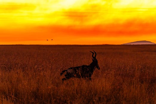 Sunset view over the Savannah in Nambiti private game reserve in South Africa