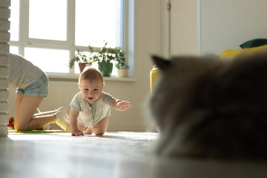 A Curious Baby Crawling Towards a Curious Cat, A Heartwarming Moment at Home