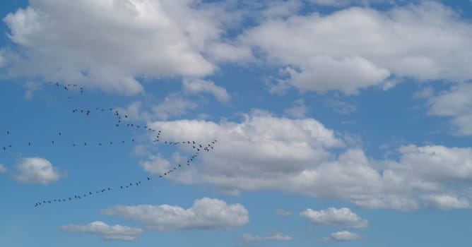 A flock of flying gooses fly over cloudy sky at spring - birds returns at home