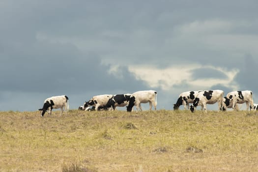 A Serene Scene of Grazing Cattle on a Sun-Drenched Grassland