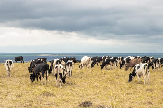A Serene Scene of Grazing Cattle on a Golden Grass Field