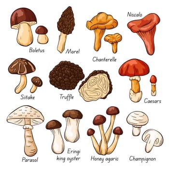Hand drawn colorful edible mushrooms collection in cartoon style. Autumn design. Boletus, Chanterelle, Honey agaric, Morel, Oyster, King trumpet, Shiitake, Niscalo. Vector illustration isolated on a white background.