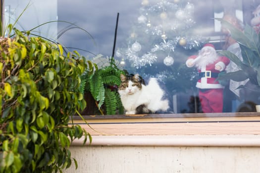 Cat with christmas tree and santa claus figure behind a store window in the city