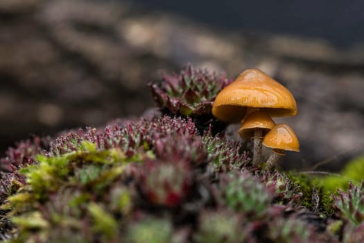three small mushrooms outside in the garden with succulents in green and brown in the foreground in the rain