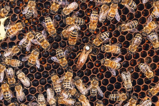 Queen bee surrounded by her workers. 