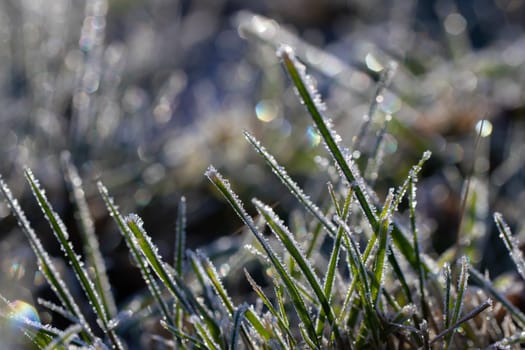Frost glistens on the grasses in the low sunlight of late fall