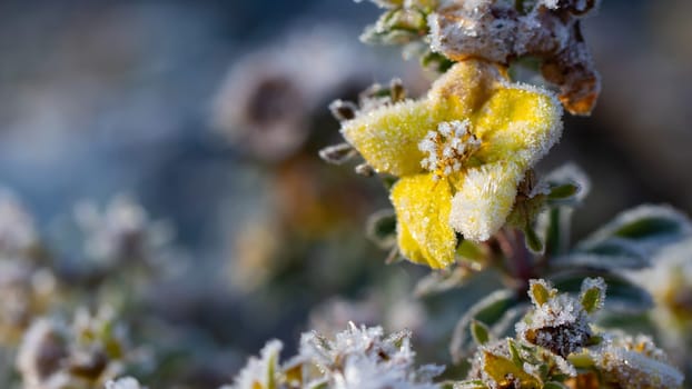 Frost glistens on a yellow flower in the low sunlight of late fall