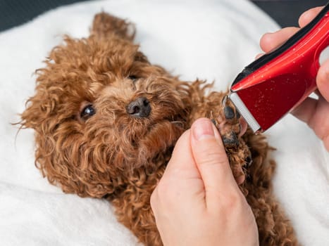 A woman cuts the hair on the paws of a brown mini toy poodle with a trimmer.