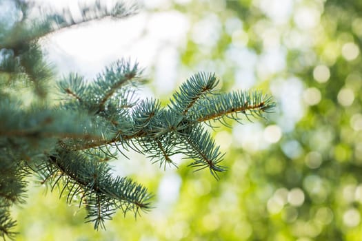 Blue spruce branches outdoors on a green background