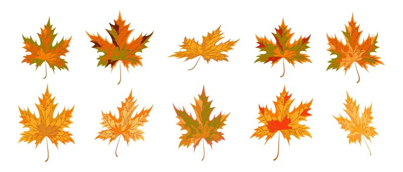 Collection of maple leaves in different positions.