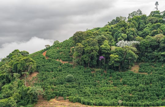 The coffee fields on the edge of the jungle-covered mountain