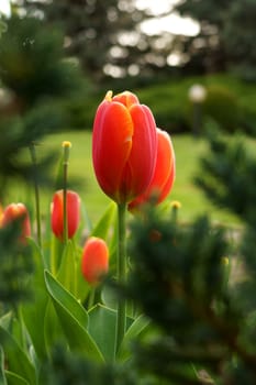 tulips in the garden. Field of colorful bright blooming tulips, large group of multi colored flowers nature still vivid background, moving in the wind. Natural floral pattern, beautiful tulip field in the sun, summer time