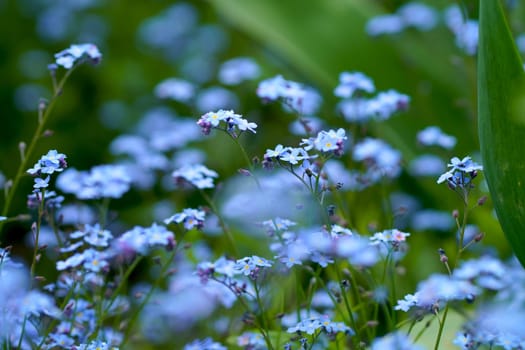Beautiful delicate small forget me not flowers on a green background slow motion close up view