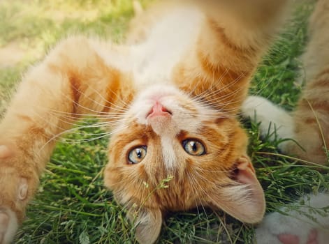 Playful orange kitten lying upside down on the green grass. Little ginger cat cute scene outdoors in the nature