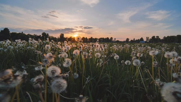 A meadow of dandelions on a summer evening at sunset.