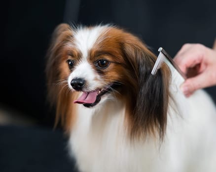Caucasian woman combing a dog. Papillon Continental Spaniel with tongue hanging out at grooming.