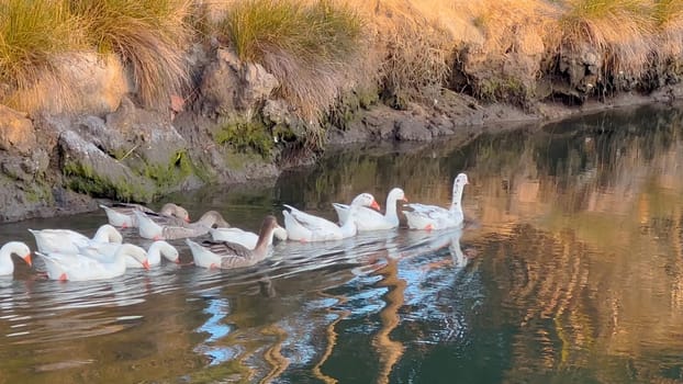 Ducklings follow Mother Duck.