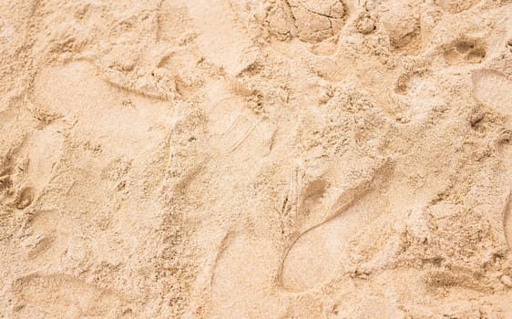 tracks on a sand