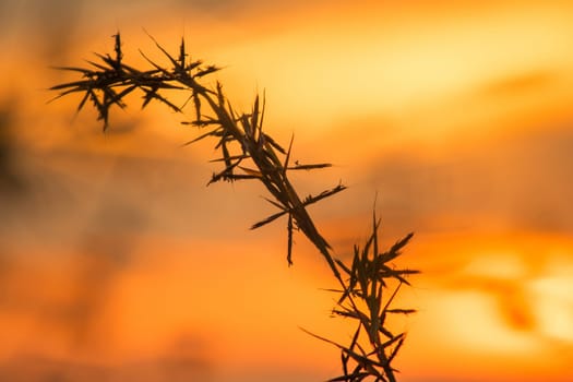 Silhouettes of dry grass with sunset views.