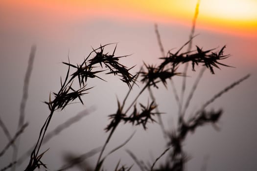 Silhouettes of dry grass with sunset views.